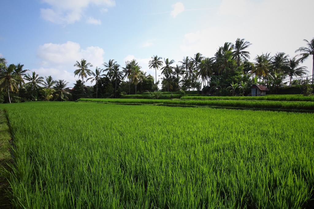 Satori Villas Bali Ubud Buitenkant foto